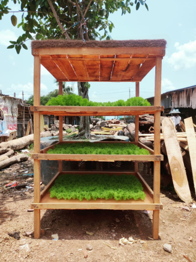 A vertical growing frame built from local timber